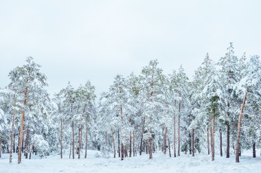 Yeni yıl ağacı kış orman içinde. Ağaçlar güzel kış manzarası kar ile kaplı. Ağaçlar hoarfrost ve kar ile kaplı. Ama