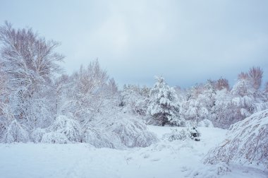 Yeni yıl ağacı kış orman içinde. Ağaçlar güzel kış manzarası kar ile kaplı. Ağaçlar hoarfrost ve kar ile kaplı. Ama