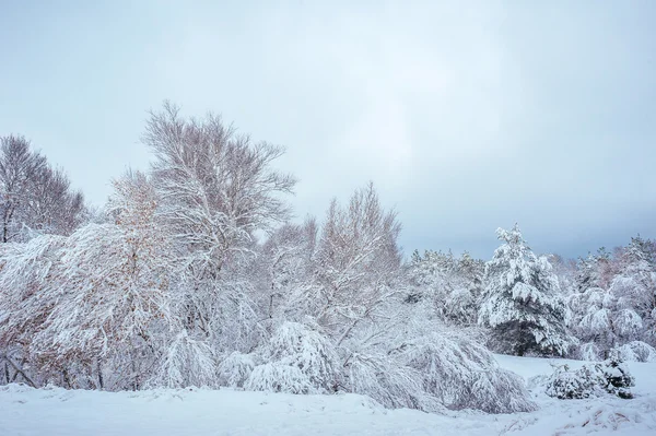 Árbol de Año Nuevo en el bosque de invierno. Hermoso paisaje de invierno con árboles cubiertos de nieve. Árboles cubiertos de heladas y nieve. Pero... —  Fotos de Stock