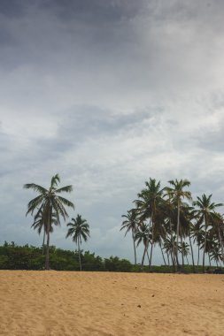 Tropik cenneti. Dominik Cumhuriyeti, Seyşeller, Caribbean, Mauritius, Filipinler, Bahamalar. Uzak Cennet plaj rahatlatıcı. Vintage.