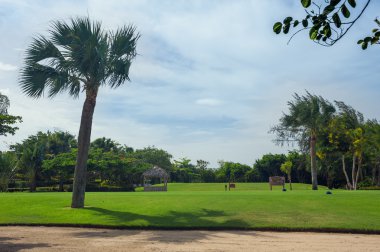 Dominik Cumhuriyeti ülkesindeki Golf Sahası. çim ve Hindistan cevizi avuç içi Seyşeller Adası.