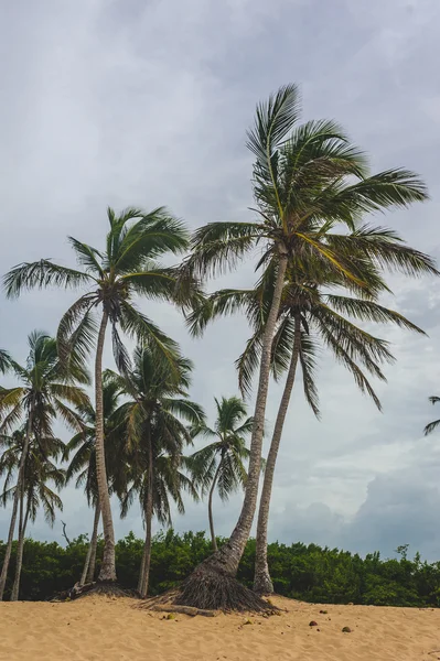 熱帯の楽園。ドミニカ共和国、セイシェル、カリブ海、モーリシャス共和国、フィリピン、バハマ。リモートの楽園ビーチでリラックス。ヴィンテージ. — ストック写真