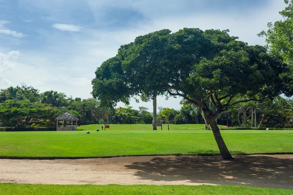 Golf course in Dominican republic. field of grass and coconut palms on Seychelles island. — Stock Photo, Image