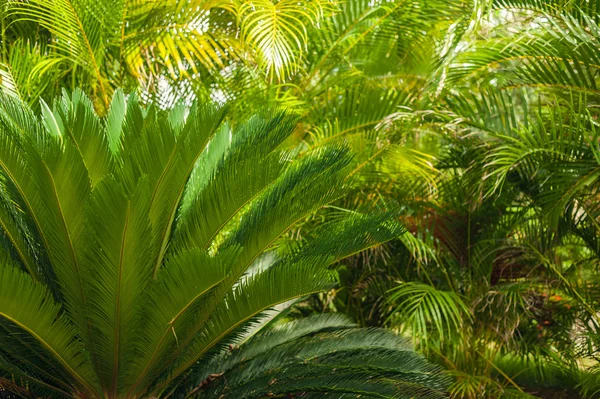 Exotische Palms Beach Resort gronden. Mooie palmboom in tropische tuin. — Stockfoto