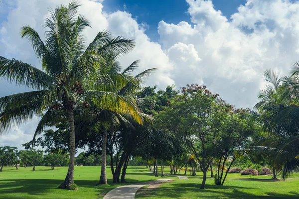 Golf course in Dominican republic. field of grass and coconut palms on Seychelles island. — Stock Photo, Image