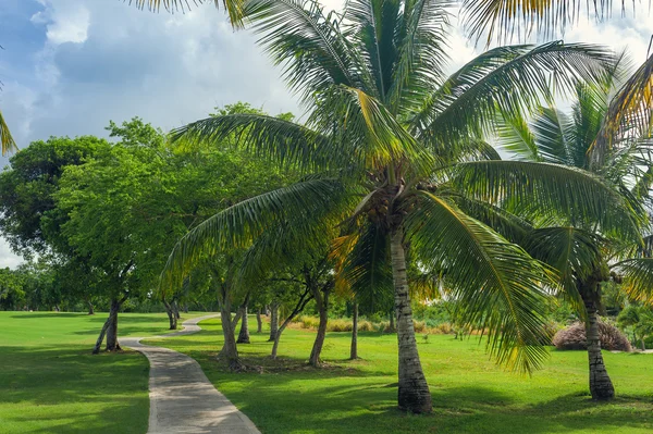 Exotic Palms Beach Resort Grounds. Beautiful Palm tree in tropical garden. — Stock Photo, Image