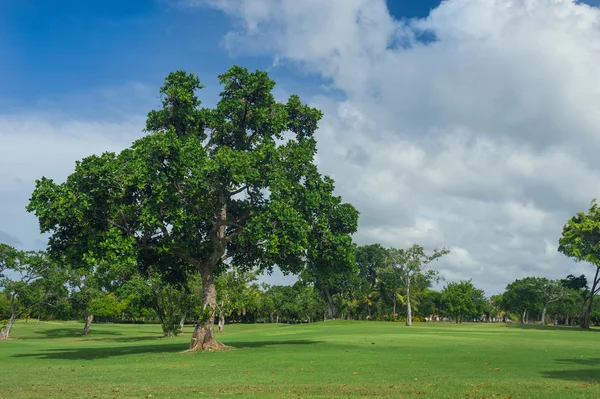 Golf course in Dominican republic. field of grass and coconut palms on Seychelles island. — Stock Photo, Image