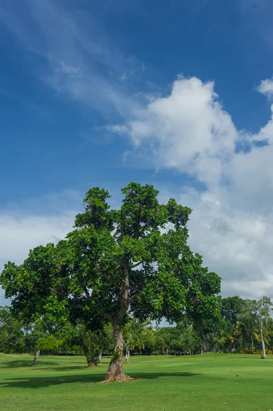 Campo da golf nella Repubblica Dominicana. campo di erba e palme da cocco sull'isola delle Seychelles . — Foto Stock