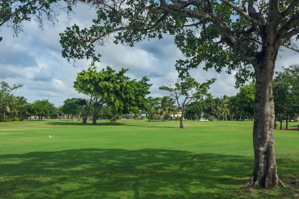 Golfbaan in Dominicaanse Republiek. gebied van gras en kokospalmen op Seychellen eiland. — Stockfoto