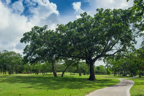 Campo de golf en República Dominicana. campo de hierba y cocoteros en la isla de Seychelles . —  Fotos de Stock