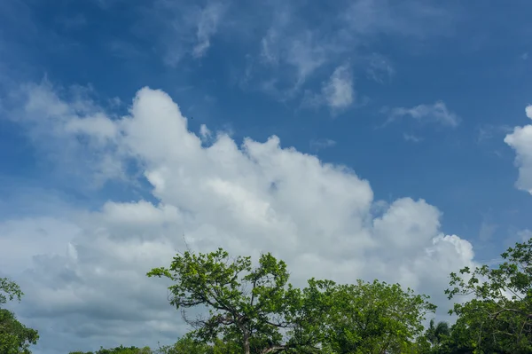 Campo de golf en República Dominicana. campo de hierba y cocoteros en la isla de Seychelles . — Foto de Stock