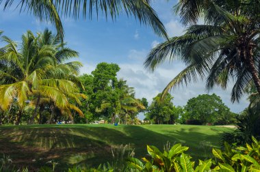 Egzotik Palms Beach Resort gerekçesiyle. Tropikal bahçe içinde güzel palmiye ağacı.