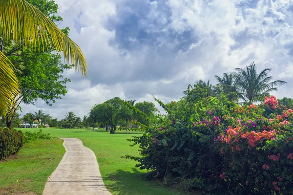 Exotické palmy Beach Resort důvody. Krásné palmy v tropické zahradě. — Stock fotografie