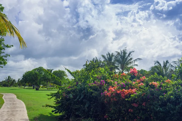 Exotic Palms Beach Resort Grounds. Beautiful Palm tree in tropical garden. — Stock Photo, Image