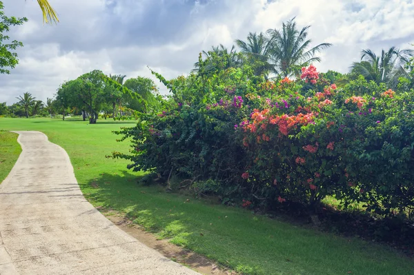 Exotic Palms Beach Resort Grounds. Beautiful Palm tree in tropical garden. — Stock Photo, Image