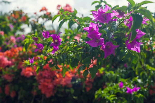 Цветущие кусты в парке. тропический сад — стоковое фото