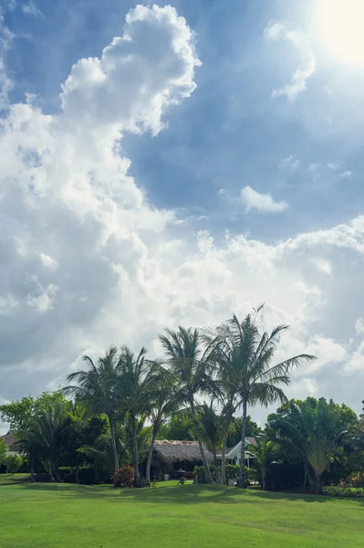 Pole golfowe w Republice Dominikańskiej. pola trawy i palm kokosowych na wyspie Seszeli. — Zdjęcie stockowe