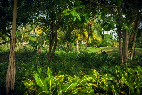 Exotic Palms Beach Resort Grounds. Beautiful Palm tree in tropical garden. — Stock Photo, Image