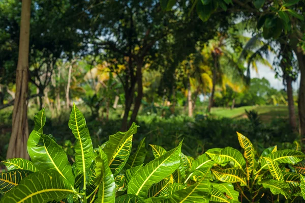 Exotic Palms Beach Resort Grounds. Beautiful Palm tree in tropical garden. — Stock Photo, Image