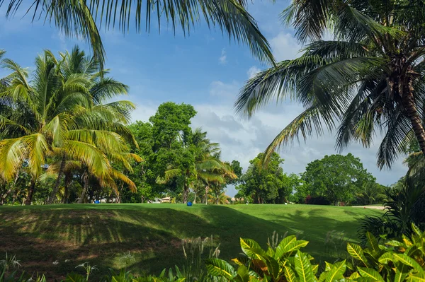 Exotic Palms Beach Resort Grounds. Beautiful Palm tree in tropical garden. — Stock Photo, Image