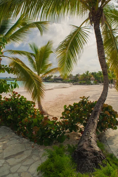 Palmeiras na praia tropical selvagem de areia caribenha na República Dominicana. resort tranquilo. Mar das Caraíbas. hora de pôr do sol, Ilhas Seychelles — Fotografia de Stock