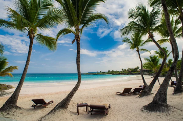 Palmiers sur la plage de sable des Caraïbes tropicales sauvages en République dominicaine. station tranquille. Mer des Caraïbes. coucher du soleil, Îles Seychelles — Photo