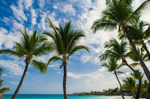 Palmen am wilden tropischen Sandstrand der Karibik in der Dominikanischen Republik. beschaulicher Ferienort. Karibik. Sonnenuntergang, Inseln der Seychellen — Stockfoto
