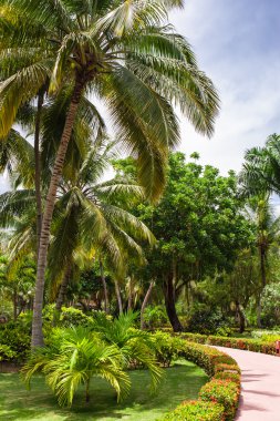 Yeşil egzotik Bahçe. Dominik Cumhuriyeti. Yolu tropikal Park - soyut arka plan seyahat.