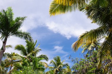 Yeşil egzotik Bahçe. Dominik Cumhuriyeti. Yolu tropikal Park - soyut arka plan seyahat.