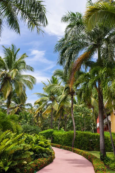 Zielony ogród egzotyczny. Dominikana. Droga w tropikalnym parku - streszczenie tło podróży. — Zdjęcie stockowe