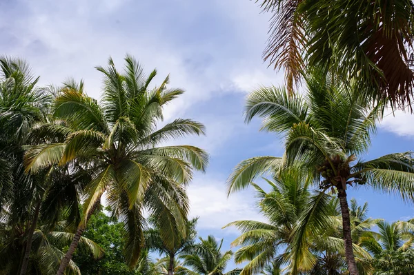 Zielony ogród egzotyczny. Dominikana. Droga w tropikalnym parku - streszczenie tło podróży. — Zdjęcie stockowe