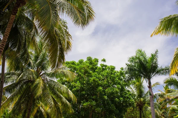 Green exotic garden. dominican republic. Pathway in tropical park - abstract travel background. — Stock Photo, Image