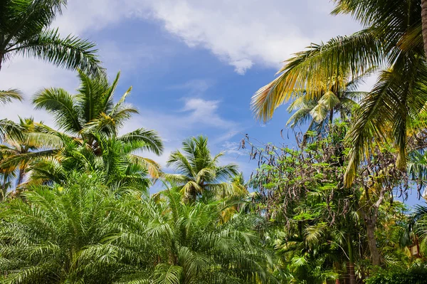 Jardin exotique vert. République dominicaine. Sentier dans le parc tropical - fond de voyage abstrait . — Photo