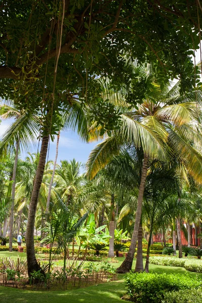 Green exotic garden. dominican republic. Pathway in tropical park - abstract travel background. — Stock Photo, Image