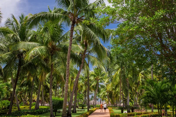 Green exotic garden. dominican republic. Pathway in tropical park - abstract travel background. — Stock Photo, Image