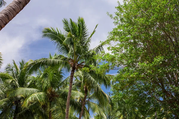 Green exotic garden. dominican republic. Pathway in tropical park - abstract travel background. — Stock Photo, Image