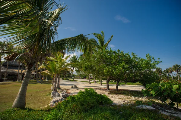 Зеленый экзотический сад. Доминиканская республика. Тропинка в парке - туристический фон . — стоковое фото