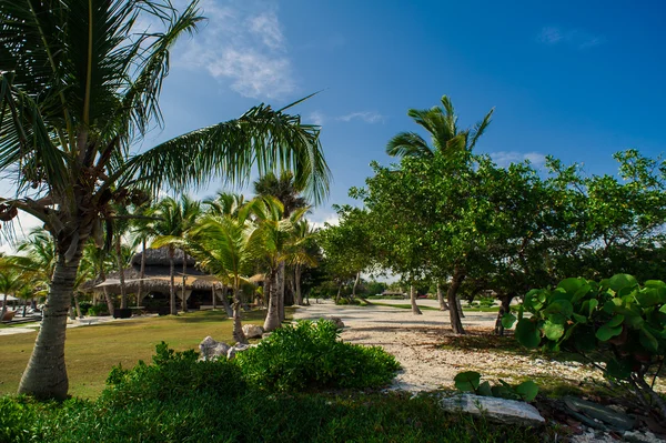 Giardino verde esotico. Repubblica dominicana. Percorso nel parco tropicale - sfondo astratto di viaggio . — Foto Stock