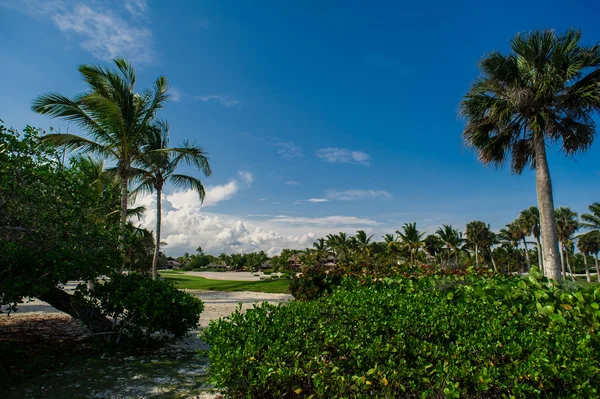 Giardino verde esotico. Repubblica dominicana. Percorso nel parco tropicale - sfondo astratto di viaggio . — Foto Stock