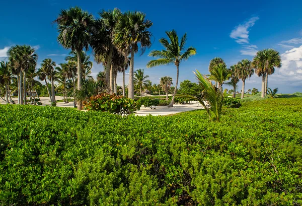 Golfpálya, a trópusi paradicsomban. Nyári üdülés a Dominikai Köztársaság — Stock Fotó