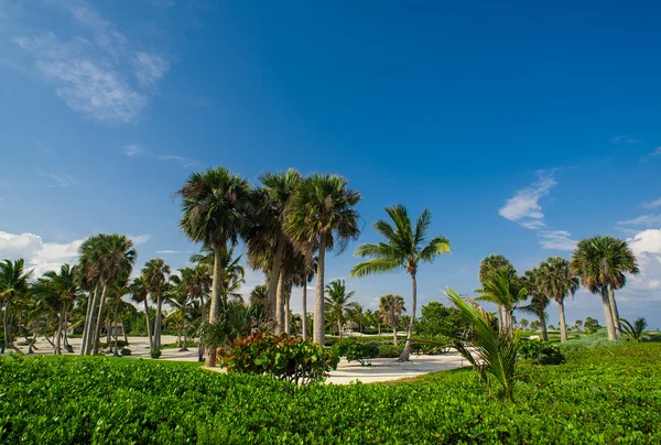 Golfplatz im tropischen Paradies. Sommerurlaub in der Dominikanischen Republik — Stockfoto