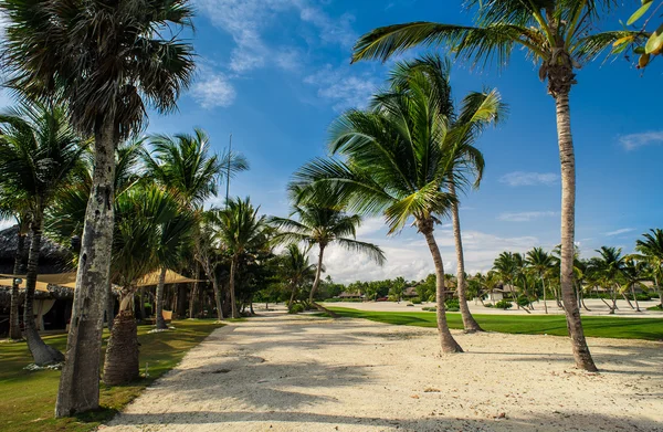 Green exotic garden. dominican republic. Pathway in tropical park - abstract travel background. — Stock Photo, Image