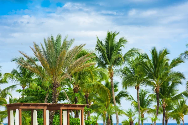 Cama de piscina na piscina azul em Tropical Paradise. República Dominicana, Seychelles, Caribe, Maurício, Filipinas, Bahamas. Relaxando na remota praia do Paraíso . — Fotografia de Stock