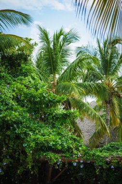 Vahşi Karayipler beach. Dominik Cumhuriyeti. Dominik Cumhuriyeti ülkesindeki tropikal kum plaj. Sakin resort. Tropik sahilde, Karayip Denizi palmiye ağaçları. günbatımı zamanı Beach Adası Seyşel Adaları'nda