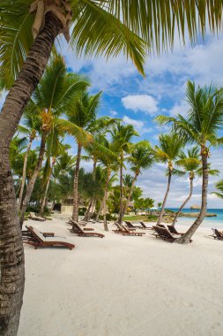 Tropikal Cennet 'teki Palm ve Tropikal plajlar. Dominik Cumhuriyeti, Seyşeller, Karayipler, Filipinler, Bahamalar 'da yaz tatili. Cennet kumsalında dinleniyorlar. Atlantik Okyanusunda Lüks Tatil Köyü.