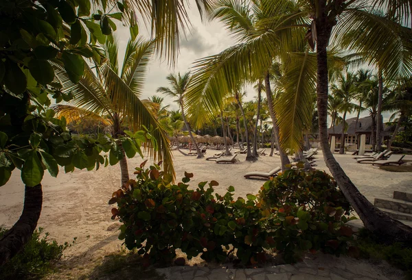 Palma e praia tropical em Tropical Paradise. Férias de verão na República Dominicana, Seychelles, Caribe, Filipinas, Bahamas. Relaxando na remota praia de Paradise. Resort de luxo no oceano Atlântico . — Fotografia de Stock