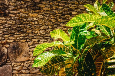tropikal bahçe bitkiler. Dominik Cumhuriyeti'nde dağlarda büyüyen yemyeşil yeşil bitki örtüsü ve palmiye ağaçları görünümünü