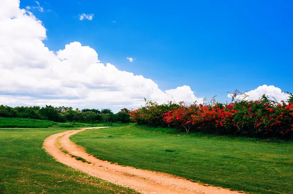 Сельская дорога в зеленом поле Грасс-Филд с фантастическими облаками на заднем плане. Летний пейзаж с зеленой травой, дорогой и облаками в Доминиканской республике — стоковое фото