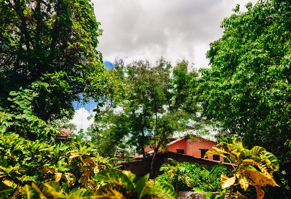 Straße im tropischen Garten. Blick auf die üppig grüne Vegetation und Palmen, die in den Bergen der Dominikanischen Republik wachsen — Stockfoto