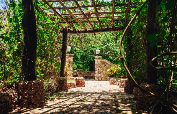 Camino rural que atraviesa el callejón de los árboles en el jardín tropical. vista de la exuberante vegetación verde y palmeras que crecen en las montañas de la República Dominicana —  Fotos de Stock